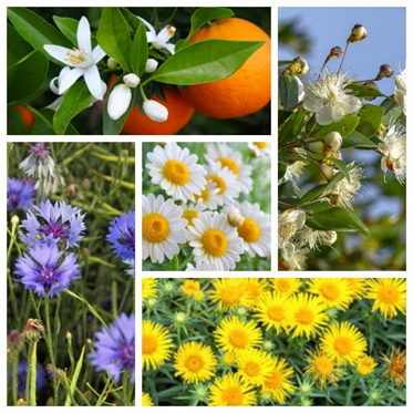 fleurs 